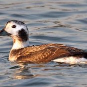 Long-tailed Duck